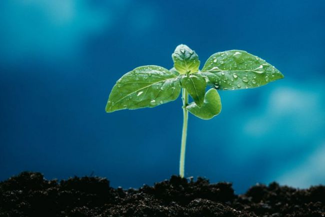 Residuos por semillas