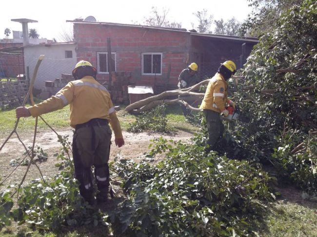 Árboles caídos como consecuencia del viento