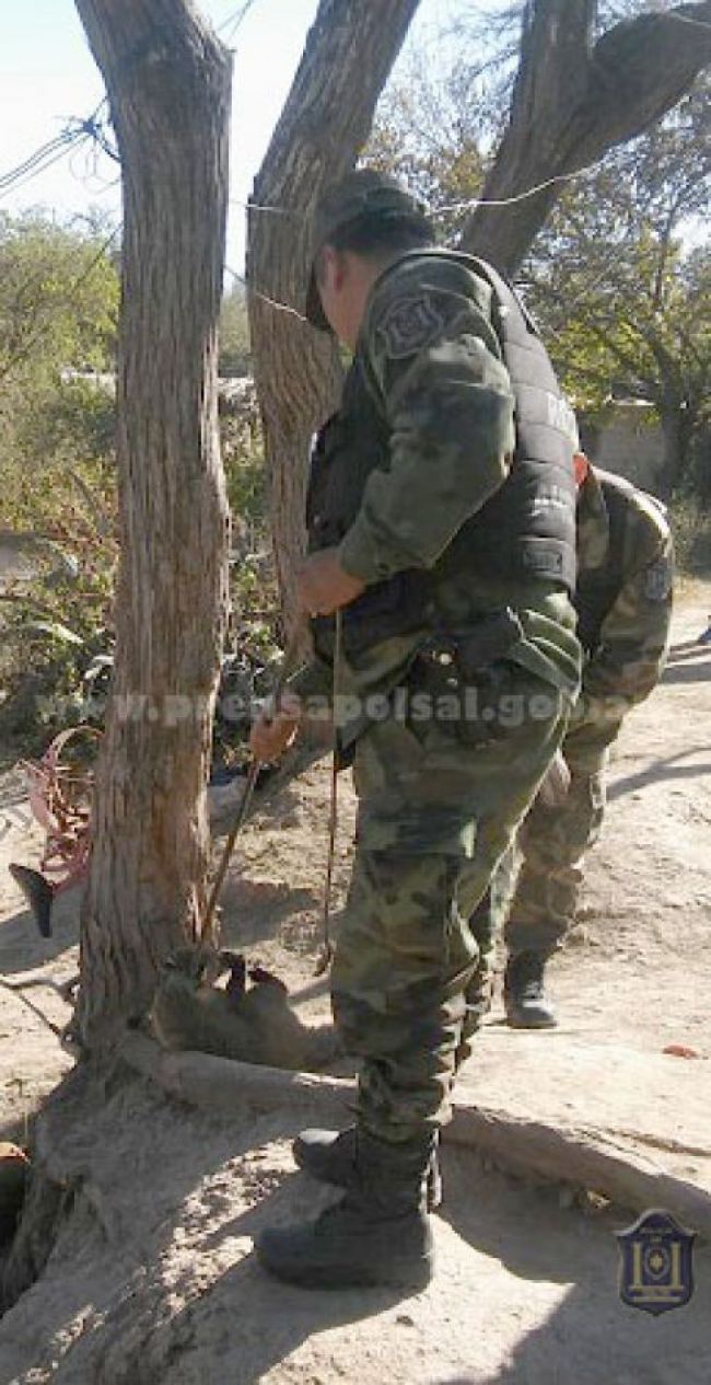 El ejemplar de coatí