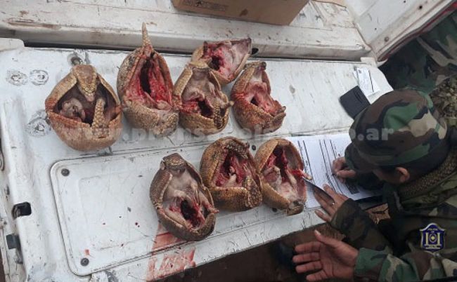 Quirquinchos faenados