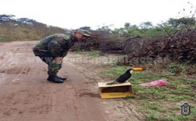 El tucán volvió a su hábitat