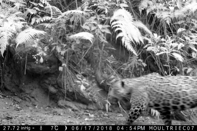 Aún quedan yaguaretés en el norte