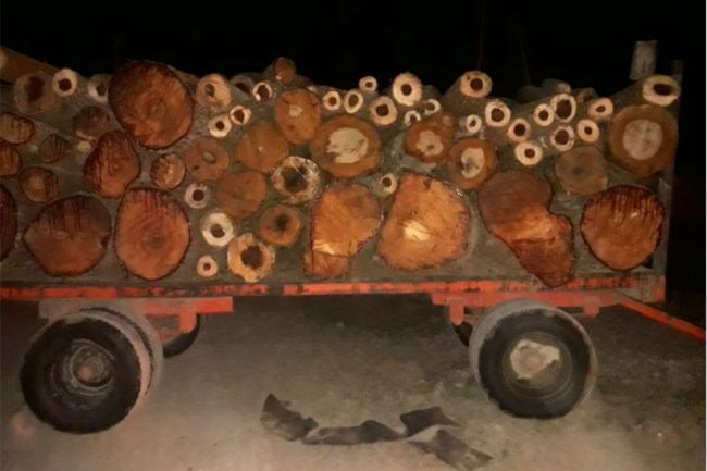 cargamento de madera secuestrado