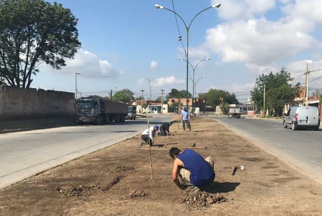 Plantación de tipas