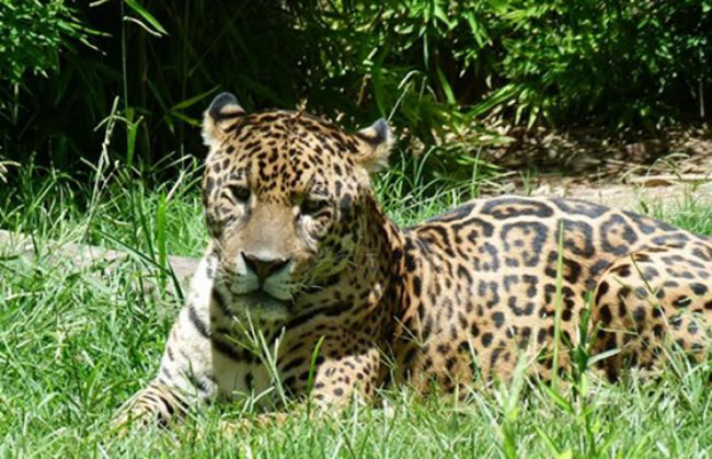 Yaguareté, felino americano