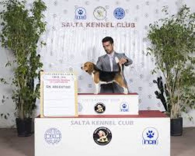 Mascotas para admirar