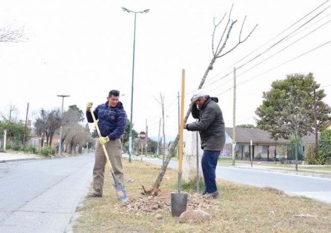 Son árboles de gran porte