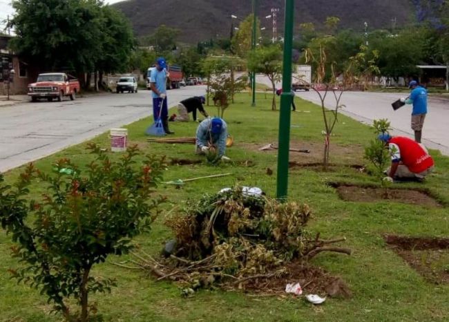 Trabajos en platabandas