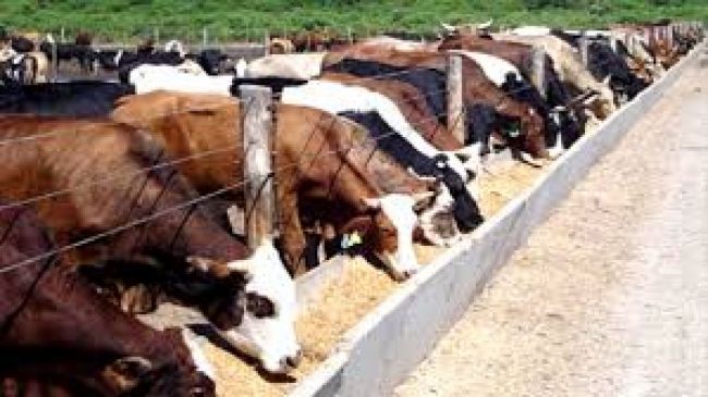 Inversora Río Juramento en el centro de la investigación