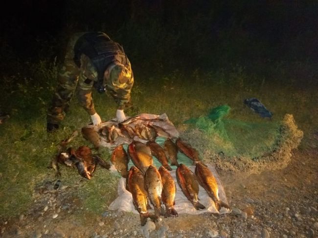 Depredador ictícola