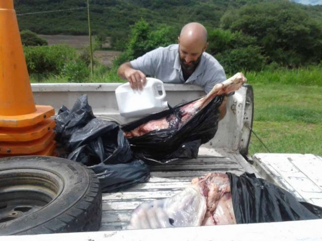 Carne decomisada