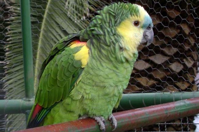 Tráfico de aves