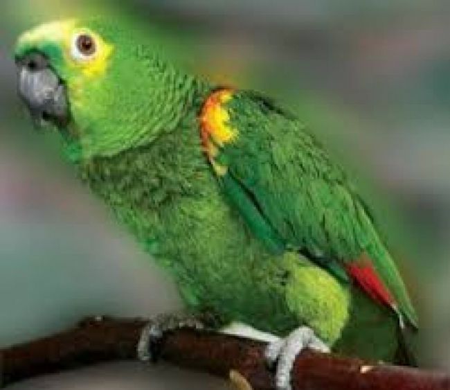 Una de las aves rescatadas