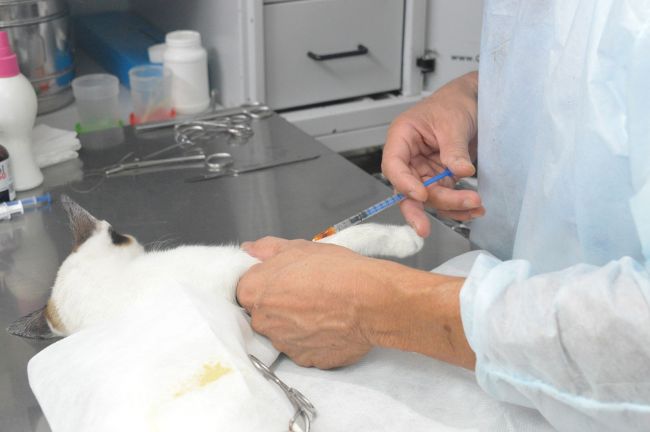 Castración de mascotas