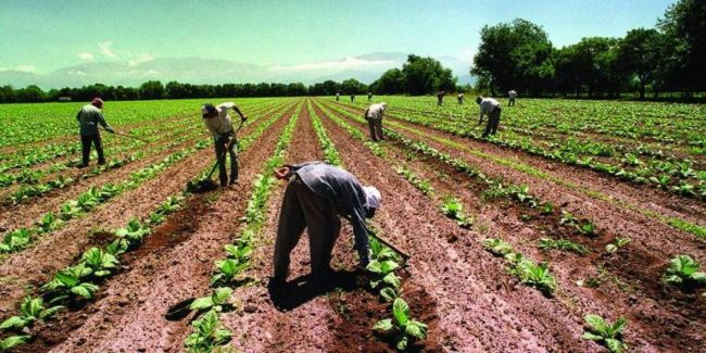 Trabajadores del tabaco