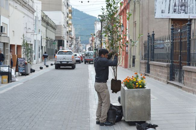 Árboles para el centro