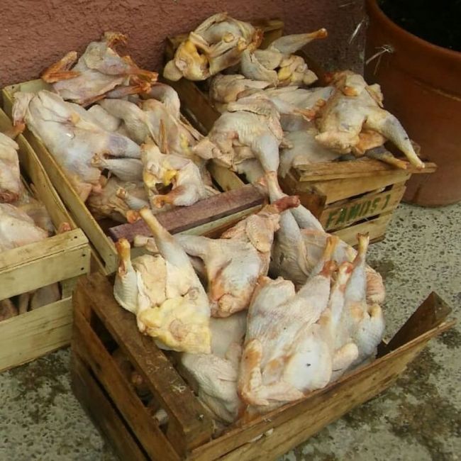 Transportaba las aves sin salubridad