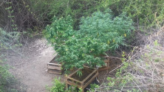 Plantas de marihuana