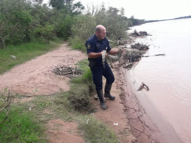 Devolución de reptiles a su hábitat