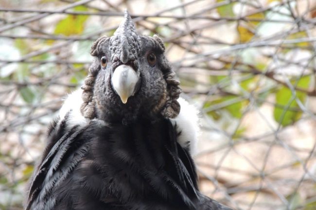 El cóndor volverá a su hábitat