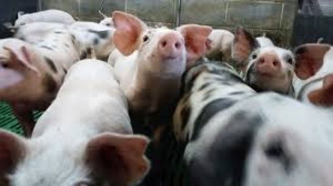 Condenado por abigeato