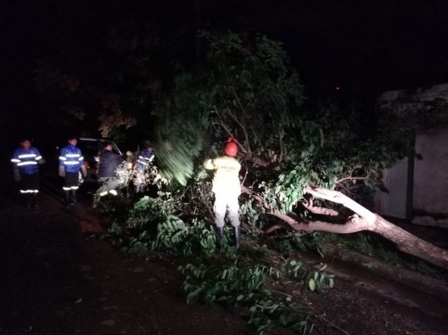 Se reportaron caída de árboles y cables