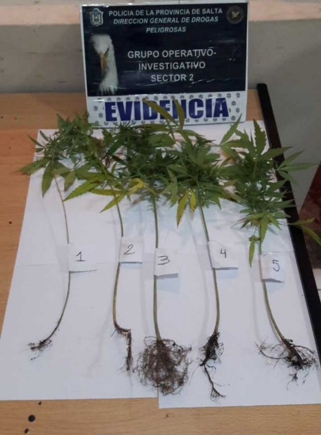 Secuestro de plantas alucinógenas