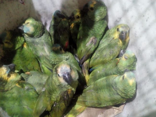 Loros rescatados
