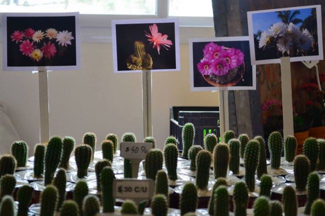 Para los amantes de las plantas florales