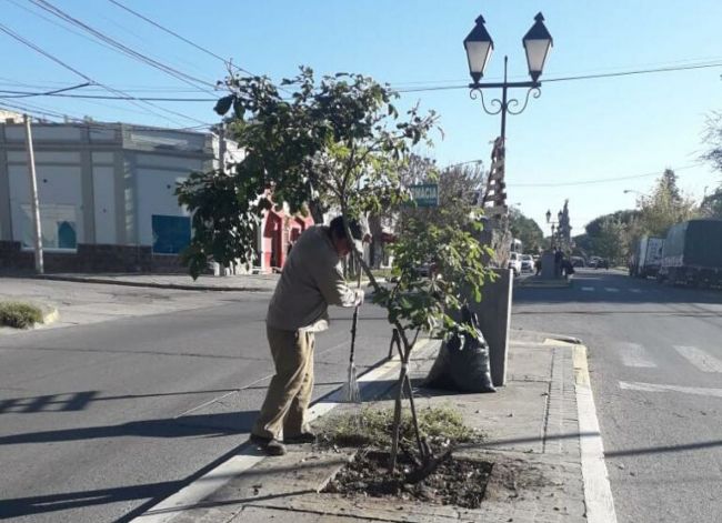 Trabajos en platabanda