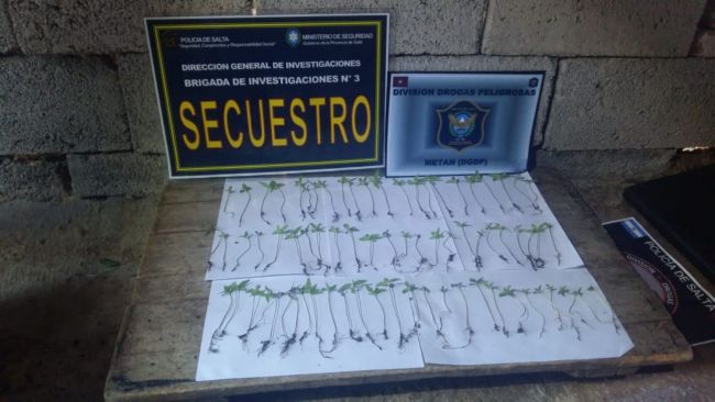 Plantas de marihuana