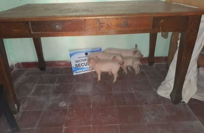 Algunos se salvaron de ser faenados