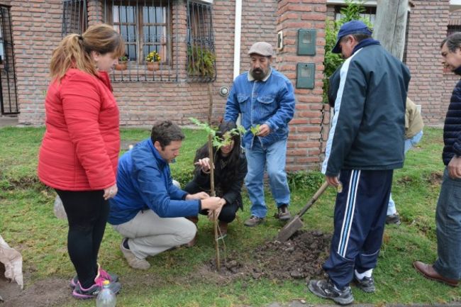 Forestación en zona oeste