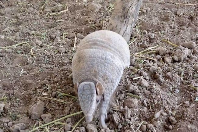 Ejemplar de quirquincho