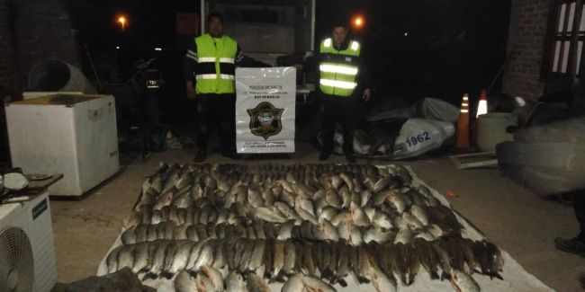 Sábalos incautados