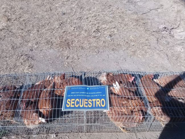 Las ponedoras fueron recuperadas