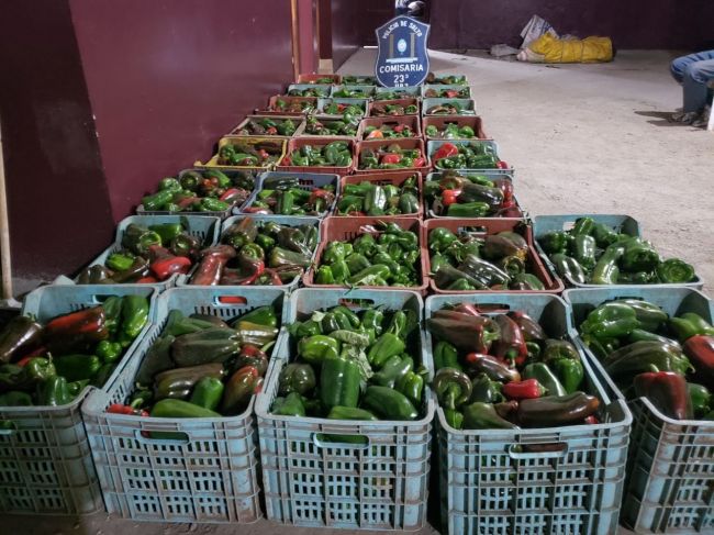 Los pimientos recuperados