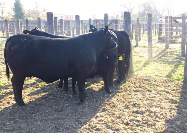 Se viene la Expo Rural