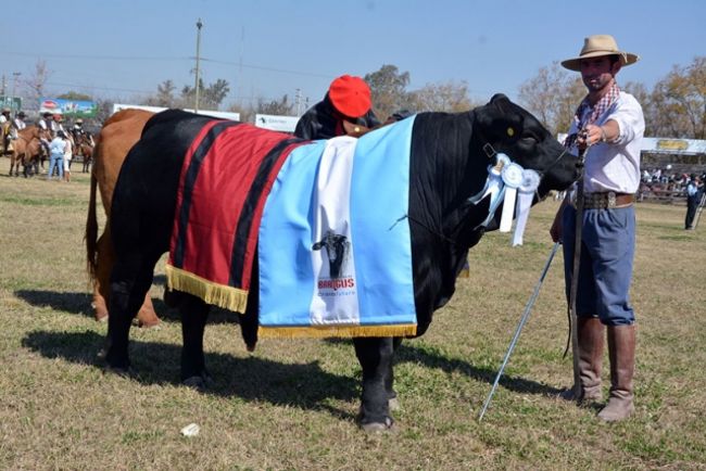 El desfile de campeones bovinos en Expo Rural