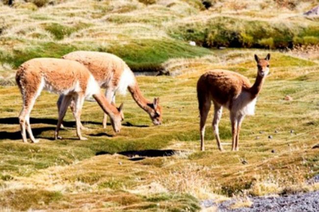 Vicuñas