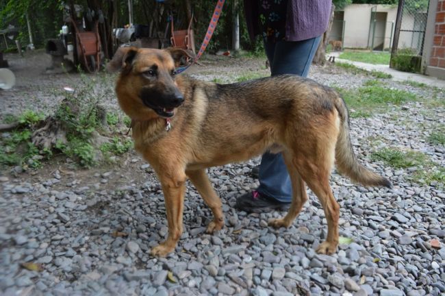 Identificación de perros